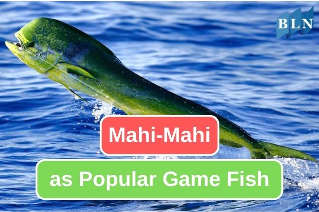 Here Is Why Mahi Mahi Fish is Popular Fish Among Anglers